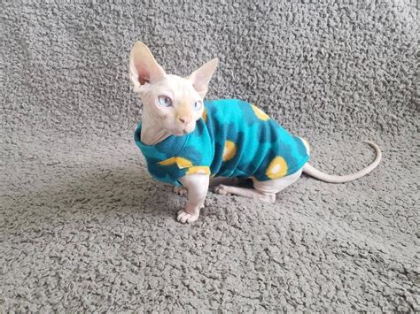 Sphynx Cat Clothes Bambino Sphynx Clothes Sphynx Sweater Etsy