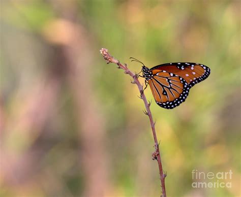 The Monarch Poses Photograph By Ruth Jolly Fine Art America