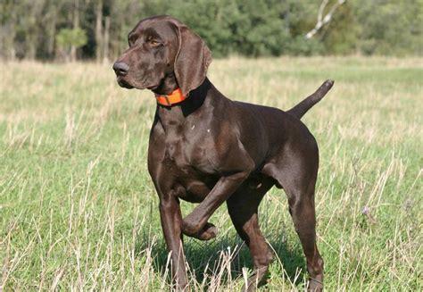 She is an excellent gun dog. German Shorthaired Pointer Breeders In Ohio