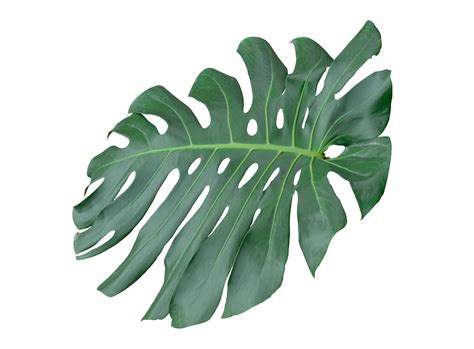 Leaf Monstera Deliciosa Or Swiss Cheese Plant Isolated On Transparent