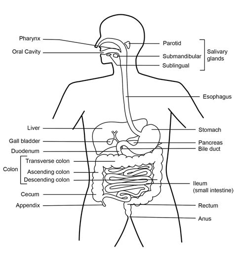 Labelled Diagram Of Human Digestive System - Function of the Digestive System | HubPages