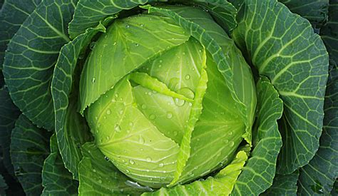 10 Impressive Health Benefits Of Cabbage Live Love Fruit