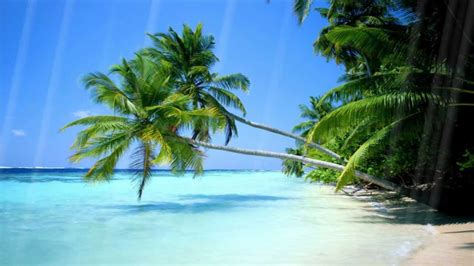 45 Zoom Background Video Beach Png Alade