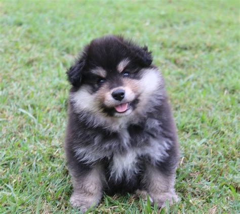 11 Best Finnish Lapphund Puppies Images On Pinterest