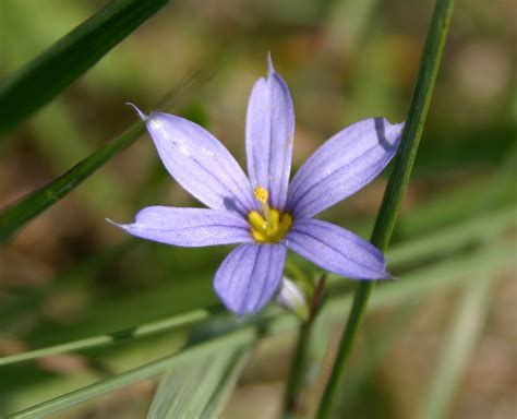 Blue Eyed Grass Prairie Pollination
