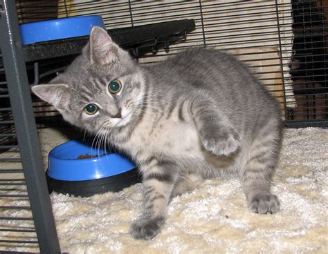 Have your male cat neutered if you don't want this meaning of this male cat name to come true! Akeno (gray tabby male) Adopted - Cat & Kitten Adoption ...