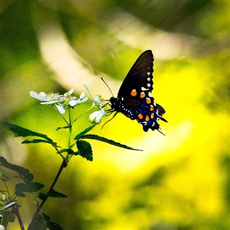 Pipevine Swallowtail Mj Rodock Flickr