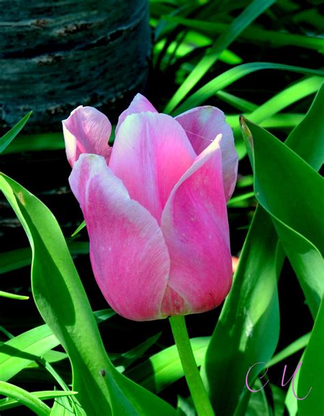 Carol Mattingly Photography Tulip Bloom
