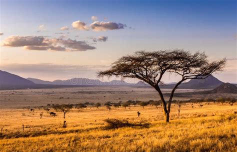 Savannah Plains Landscape In Kenya Stock Photo Image Of Grassland