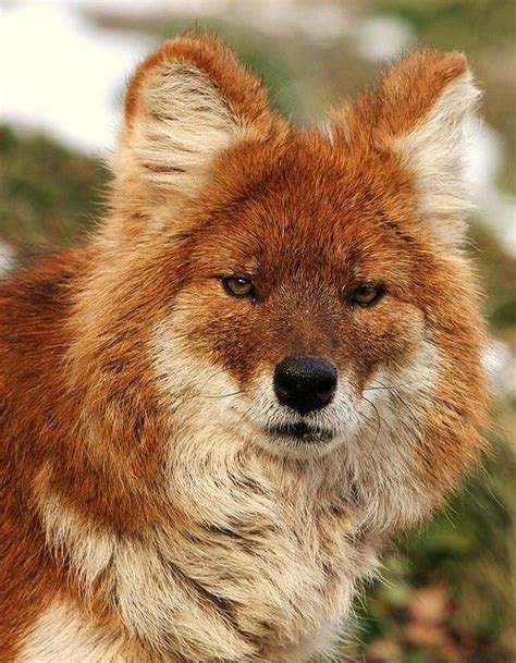 Dhole Asiatic Wild Dog Cuon Alpinus The Dhole Makes Some