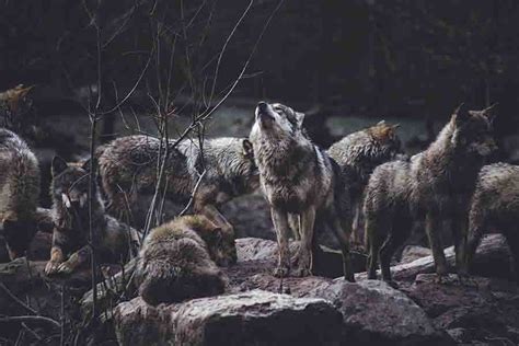 Wolf Pack Ranks Roles And Order Wolves Hierarchy