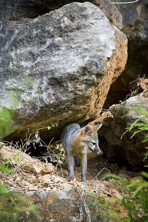 Juvenile Gray Fox On The Bluffline Photograph By Michael Dougherty Pixels
