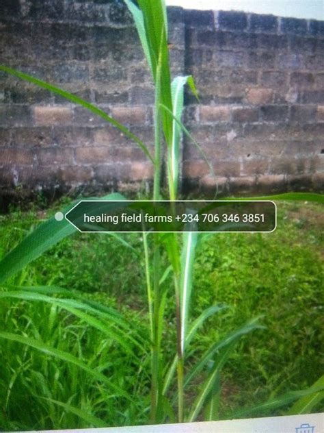 Brachiaria Grass Seed Available The Secret To Livestock Success