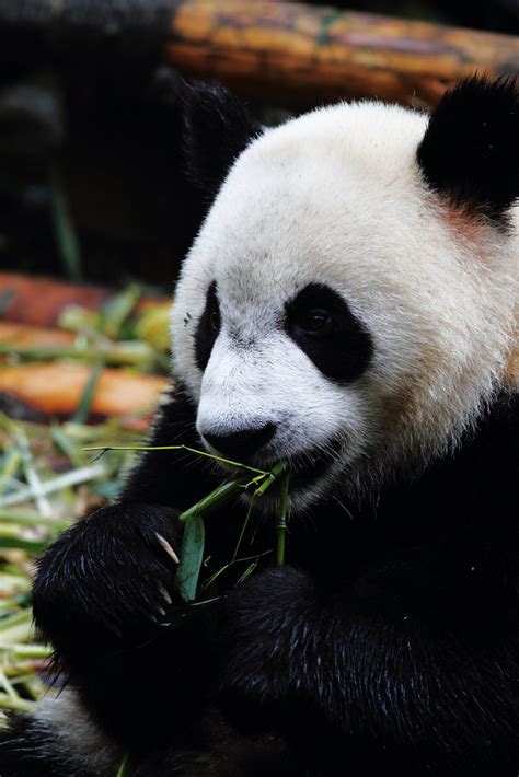 Giant Panda Giant Panda In Chengdu Panda Research Base Kevin