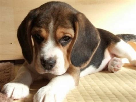 D = canine distemper (core) h = canine adenovirus/viral hepatitis (core) l = leptospirosis. Free Beagle Puppies Near Me | PETSIDI