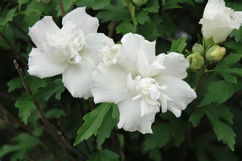 Double White Rose Of Sharon Hibiscus Syriacus Double White In