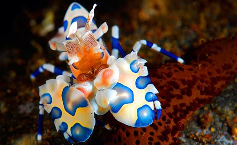 Magical Marine Life In The Philippines