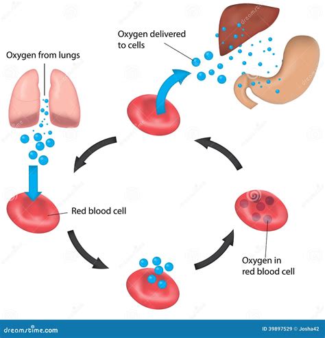 Red Blood Cell Cycle Respiration Labeled Liver And Stock Vector Image
