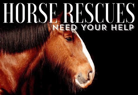 Why Horse Rescues Are Important