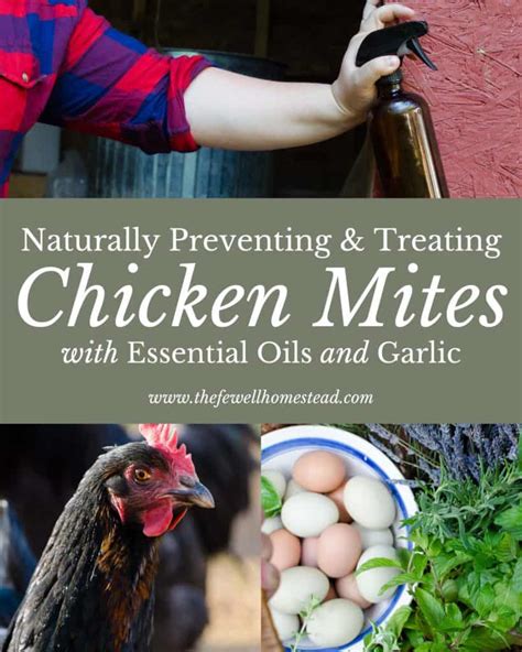 Naturally Treating Chicken Mites With Essential Oils And Garlic Amy