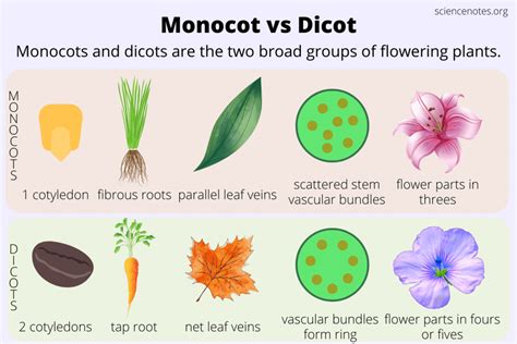 Monocot Vs Dicot How To Tell The Difference