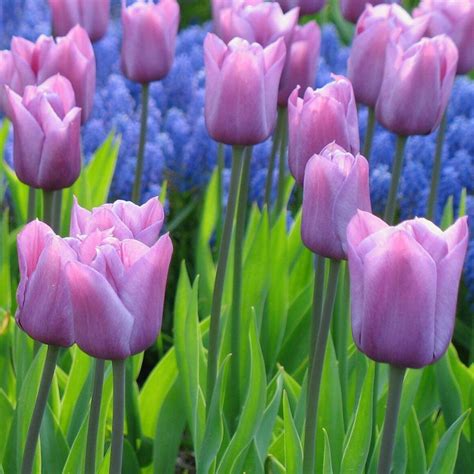Tulip Triumph Blue Beauty 20 Bulbs Longfield Gardens