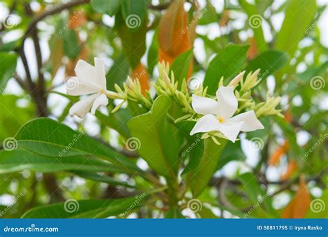 Cerbera Manghas Tropical Evergreen Poisonous Tree Stock Image Image