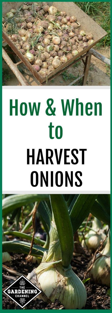 Learn How To Harvest Onions Including How To Time Your Onion Harvest