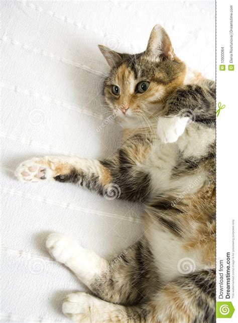 Happy Cat Lying On Back Stock Images Image 13933364