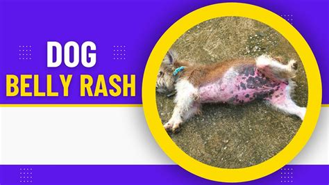 Dog Belly Rash Common Causes Symptoms And Treatments Youtube