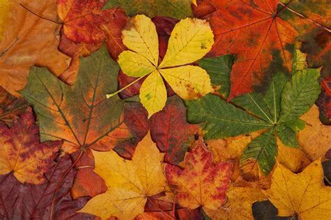 Abstract Fall Bright Brown Colorful Green Leaves