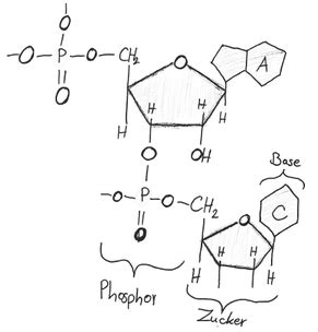 Von zentraler bedeutung ist sie bei der proteinbiosynthese (transkription und translation). Wie ist die DNA aufgebaut? - Bio einfach erklärt