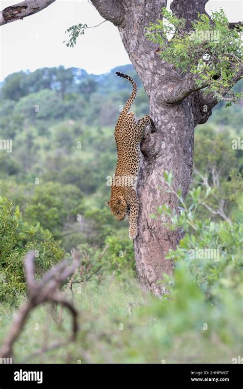 Leopard In Tree In Kruger National Park Stock Photo Alamy