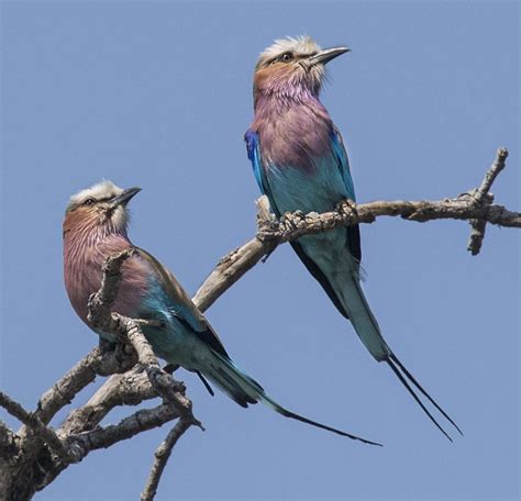 Lilac Breasted Roller Owen Deutsch Photography