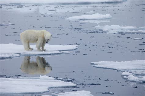 Actualizar 167 Images Causas De La Extincion Del Oso Polar Viaterramx