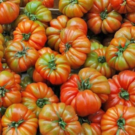 Raf Tomaten Samen Bestellen Chili Shop24de