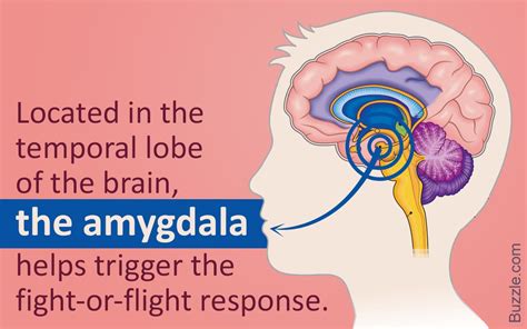 Image Result For Amygdala Images Fight Or Flight Response Fight Or