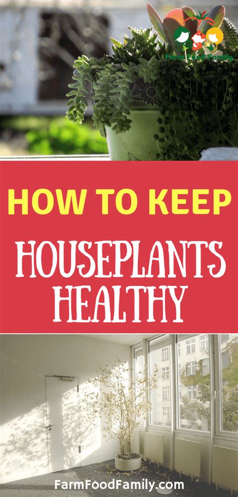 Indoor Plants Tips How To Keep Your House Plants Healthy Indoor