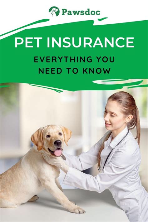 A pet health insurance is, as you may have already guessed it, almost the same as the kind of health insurance that we have. Pet Health Insurance I Everything You Need To Know in 2020 ...