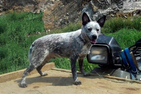 Ryes Female 1 Australian Cattle Dogblue Heeler Puppy For Sale Near