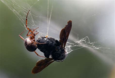 What Are False Widow Spiders And What Should You Do If Youre Bitten