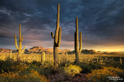 Sunset In The Sonoran Desert Misc Arizona Usa Synnatschke