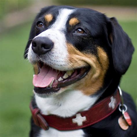 Entlebucher Mountain Dog Breed Information Pictures Characteristics