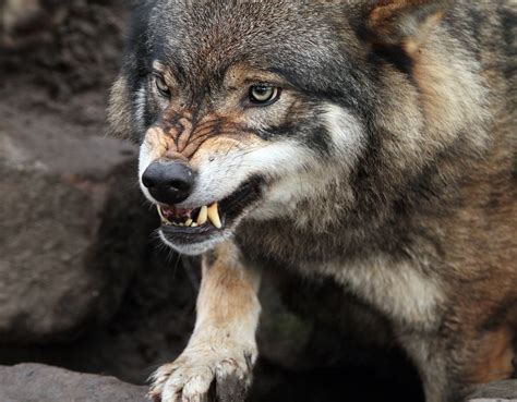 Серый, или обыкновенный волк (лат. Canis lupus)