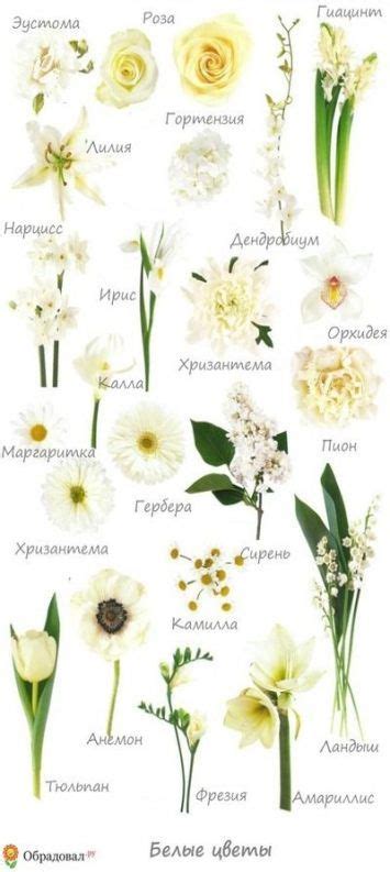 We did not find results for: Flowers White Bouquet Floral 39+ New Ideas | Wedding ...