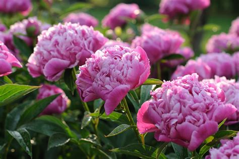 Nature Peony Hd Wallpaper