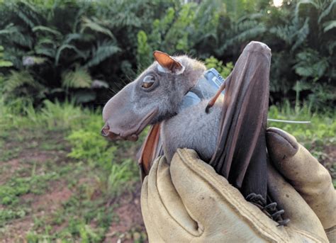 10 Ugly Bats You Wont Believe Are Real