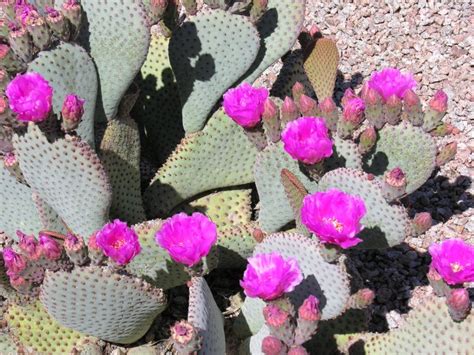 It is also available dried or in extract form. Future Plants by Randy Stewart: Opuntia, Prickly Pear ...