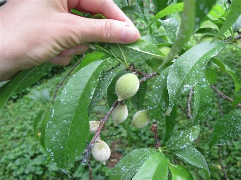 There is something special about being picking a piece of fruit off a tree in your own garden. Central Virginia Organic Gardener: time to thin fruit trees