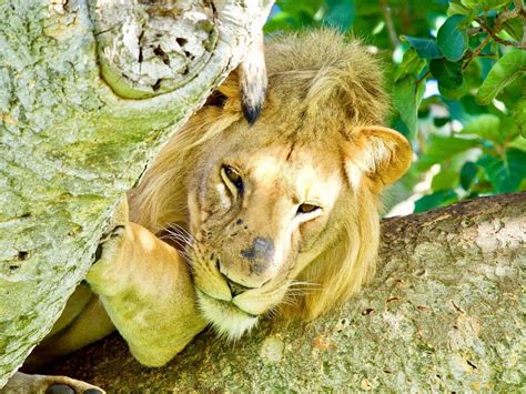 Tree-climbing Lions of Uganda • Ishasha Section